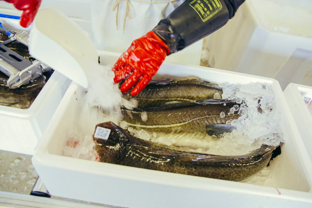 Herstellung von Fischspezialitäten in Handarbeit